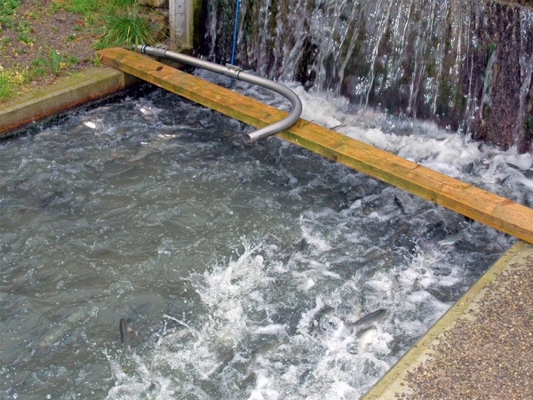 Oxygen-enriched aquaculture transportation